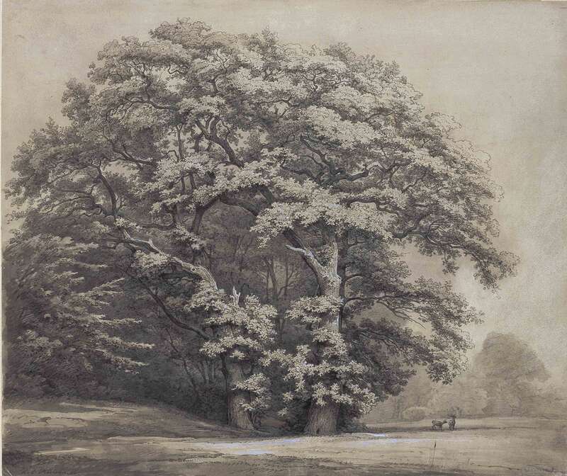 Oak Trees at the Forest Meadow with Deer and Doe