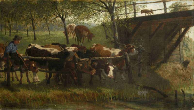 Cows on the water