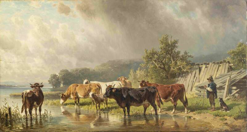 Cows in the rain